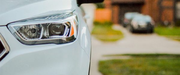 Паднатите дрвја на ЈП Паркови и зеленило